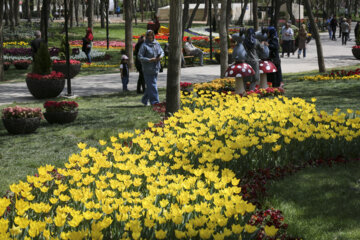 Festival of tulips in Iran’s Mashhad