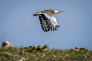 The great bustard (Otis tarda) is considered the most endangered bird in Iran. There have been fewer than a dozen of the bird in the country. The development of agricultural land is the main cause of the endangerment of the beautiful bird. Herd dogs and stray dogs also attack the chickens and eggs of this bird, which is why only a handful of the birds have remained.