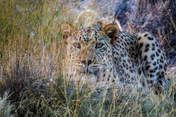 The Iranian leopard is one of the most beautiful and largest felines in the world. Unfortunately, factors such as food scarcity, poaching, and habitat loss have contributed to the decline of this magnificent species. Currently, perhaps fewer than two hundred individuals of this valuable species remain.