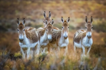 6. The Persian onager is a valuable species that was once scattered all over the central plateau of Iran, and even in myths and the Shahnameh, the name of this beautiful animal is mentioned. Excessive hunting and loss of habitat caused the destruction of this species, and today it is only found in some of them, in recent years their number is increasing slightly due to protection.