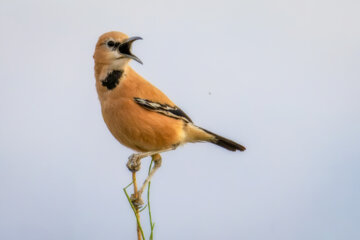  The Iranian ground jay is a valuable bird whose habitat is only in Iran and it is considered an endemic species, the habitat of this bird is in desert. One of the causes of the destruction of this bird is livestock farming in its habitat and the destruction of nests, eggs and chicks of this valuable species.