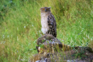 The fish owl is one of the rarest birds in Iran and is currently on the red list of endangered species. To catch a glimpse of this magnificent bird, one must venture to Dezful, Khuzestan province, southwestern Iran. The drying up of wetlands is one of the factors contributing to the extinction of this bird.