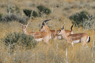 The goitered gazelle is a unique and beautiful deer that formerly roamed across the plains of Iran. However, hunting, habitat loss, and stray dog attacks have significantly contributed to the decline of this species. Nowadays, goitered gazelles can only be found in protected areas and in small numbers.