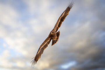  The steppe eagle is a majestic bird that often migrates to Iran during the winter. Unfortunately, factors such as habitat loss, food scarcity, and poaching have contributed to the decline of this species. As a result, the desert eagle is now listed as endangered on the red list.