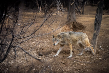 Gray wolf: wolves are the largest family of dogs and are one of the most useful creatures for the ecosystem and nature. Today, wolves are considered an endangered species. One of the factors that threaten the population of wolves is the hunting of these animals and their disappearance by humans. Conflicts with ranchers often lead to the loss of this invaluable species.