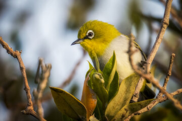 The small white-eye is one of the tiniest birds inhabiting Iran’s mangrove forests. Unfortunately, the destruction of these vital ecosystems poses a significant threat to the survival of this bird species.