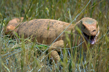  Desert monitor lizard: this reptile sometimes reaches two meters in length and lives mostly in the desert areas of Iran. The scary appearance of this reptile has become a liability for it, as a large number of them get killed by people. The construction of roads and mines in wildlife habitats has also caused this species to become endangered.