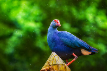  Swamphen is a beautiful bird that was once abundantly seen in the wetlands of the north and south of Iran, but today it is difficult to find this beautiful bird due to hunting.