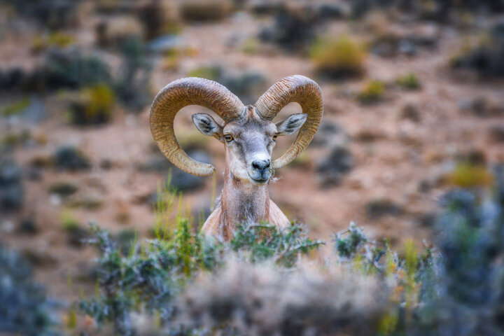 محیط زیستی حیاتبخش با رویکردی جدید در کرمان