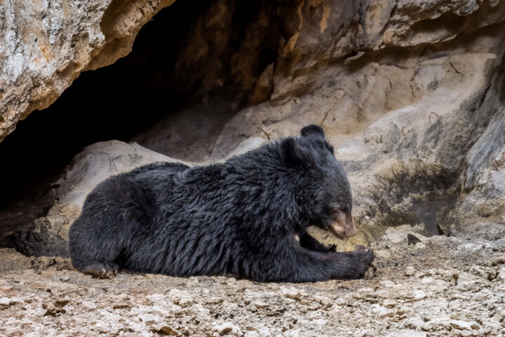 در خطر انقراض-  خرس سیاه بلوچی