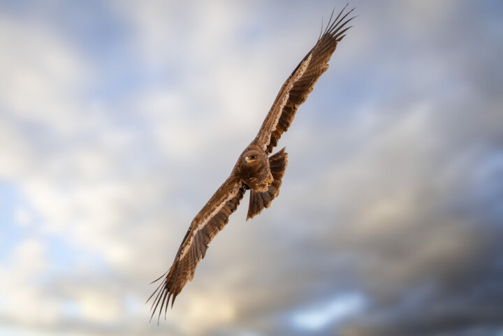 در خطر انقراض-  عقاب صحرایی