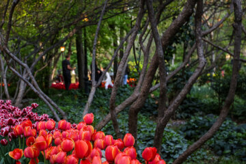 Coloridos tulipanes en el “Jardín Iraní”