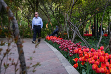 Coloridos tulipanes en el “Jardín Iraní”