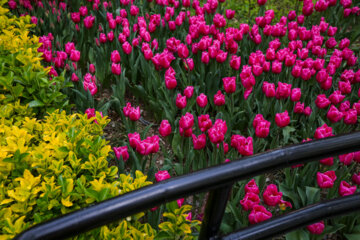 Les tulipes du jardin Irani de Téhéran sacrent le printemps