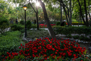 Coloridos tulipanes en el “Jardín Iraní”