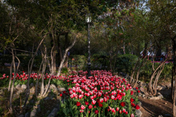 Les tulipes du jardin Irani de Téhéran sacrent le printemps