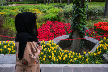 Coloridos tulipanes en el “Jardín Iraní”