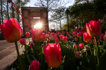 Coloridos tulipanes en el “Jardín Iraní”