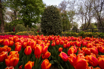 Coloridos tulipanes en el “Jardín Iraní”