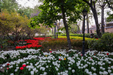 Les tulipes du jardin Irani de Téhéran sacrent le printemps