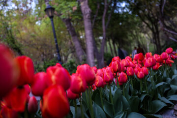 Coloridos tulipanes en el “Jardín Iraní”