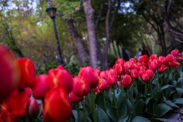 Les tulipes du jardin Irani de Téhéran sacrent le printemps