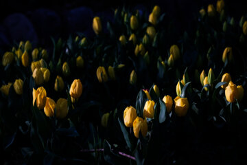 Les tulipes du jardin Irani de Téhéran sacrent le printemps