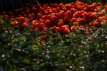 Coloridos tulipanes en el “Jardín Iraní”