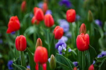 Coloridos tulipanes en el “Jardín Iraní”