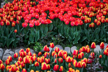 Les tulipes du jardin Irani de Téhéran sacrent le printemps