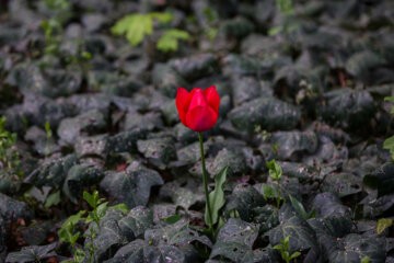 Coloridos tulipanes en el “Jardín Iraní”