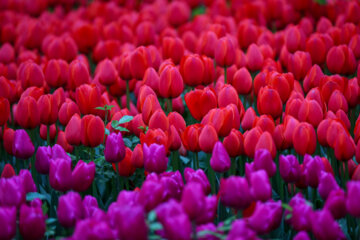 Coloridos tulipanes en el “Jardín Iraní”