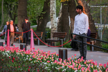 Coloridos tulipanes en el “Jardín Iraní”