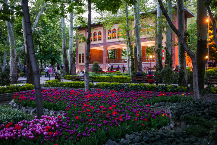 جشنواره لاله‌های باغ ایرانی لاله‌های باغ ایرانی لاله های بوستان باغ ایرانی فصل بهار گل لاله گل های لاله