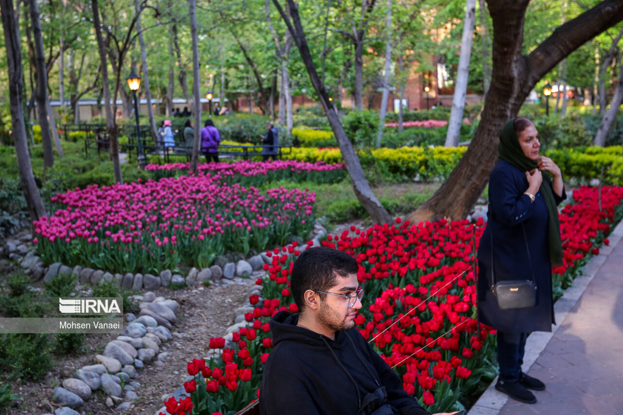 جشنواره لالههای باغ ایرانی