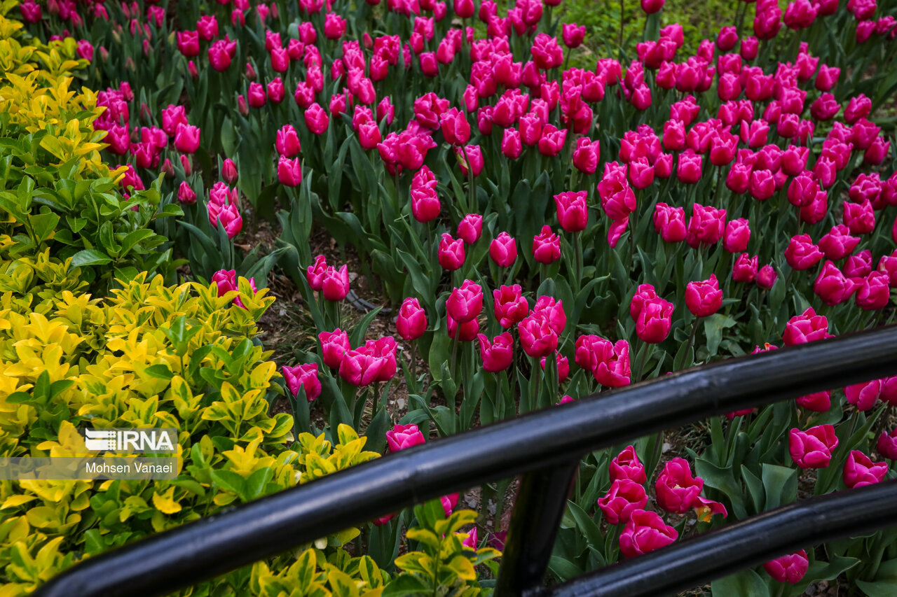 جشنواره لالههای باغ ایرانی