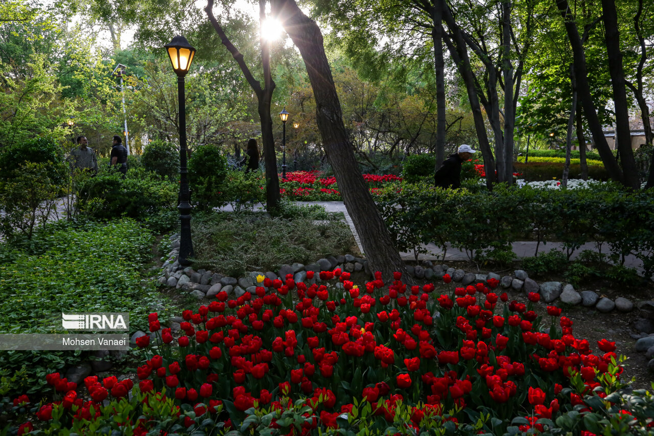 جشنواره لالههای باغ ایرانی