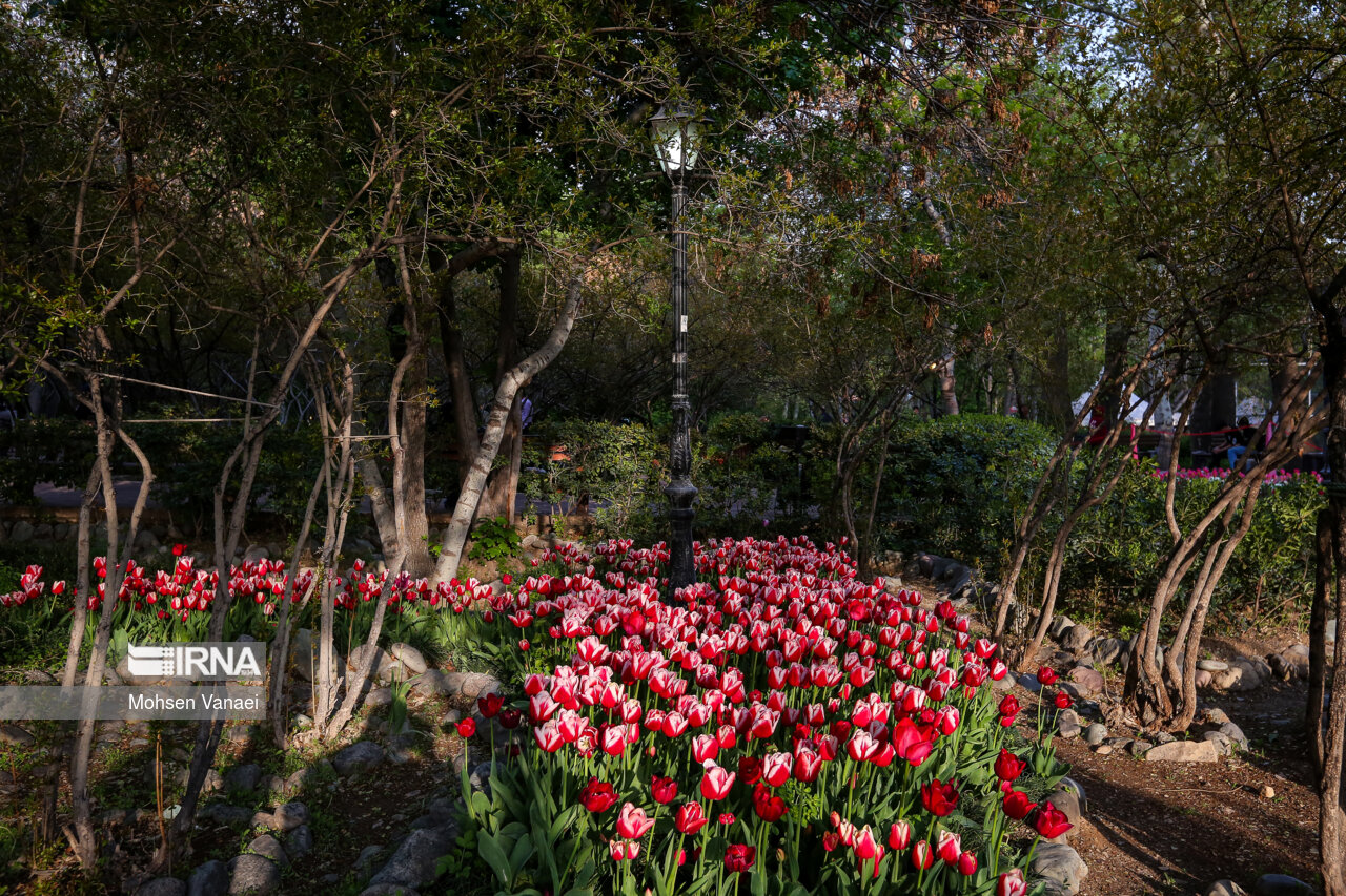 جشنواره لالههای باغ ایرانی