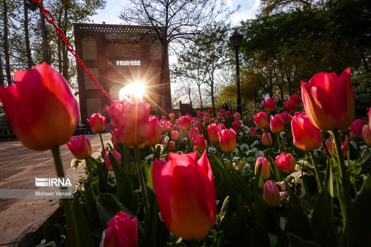 جشنواره لالههای باغ ایرانی