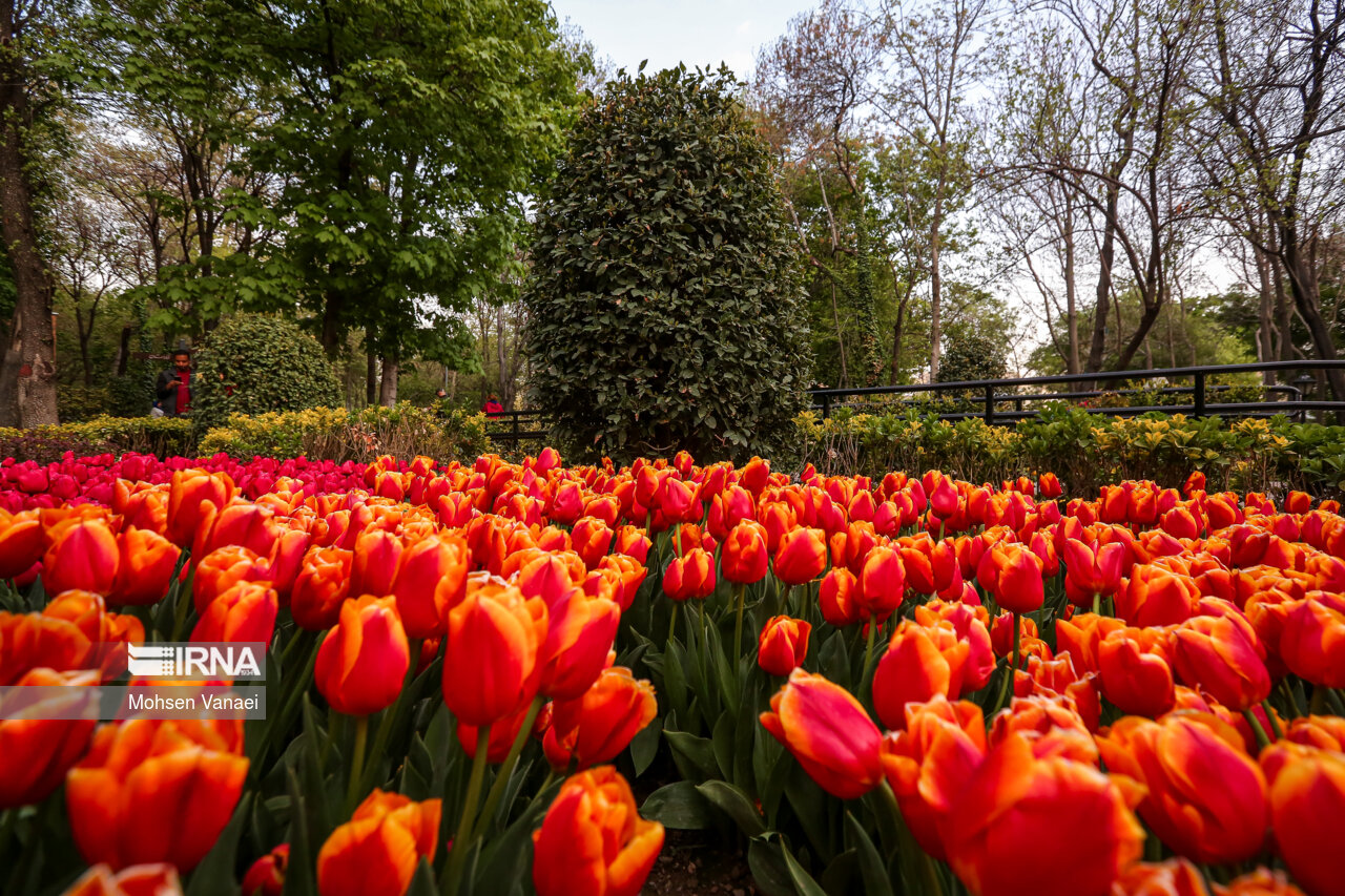 جشنواره لالههای باغ ایرانی