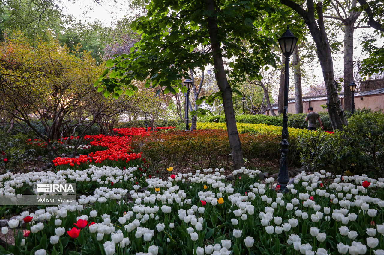 جشنواره لالههای باغ ایرانی