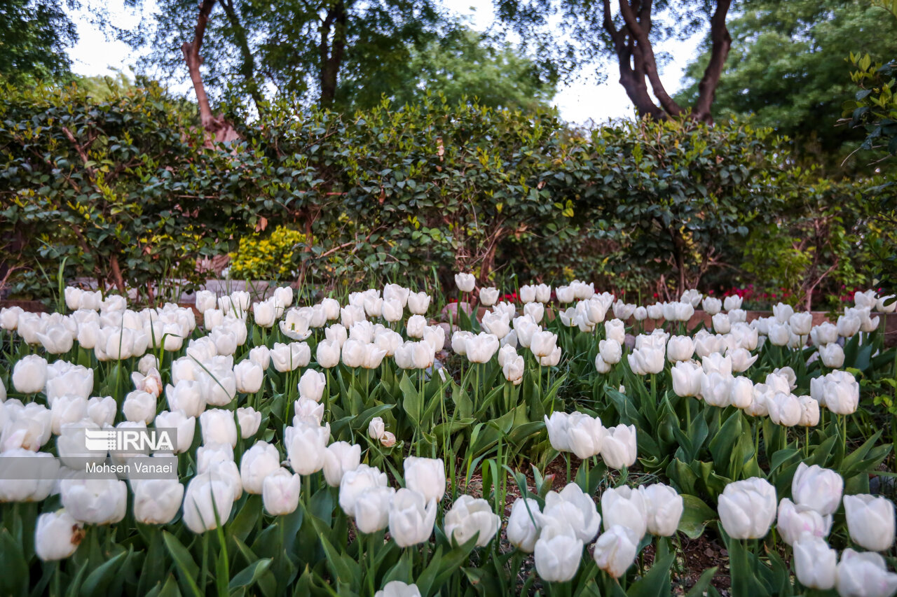 جشنواره لالههای باغ ایرانی