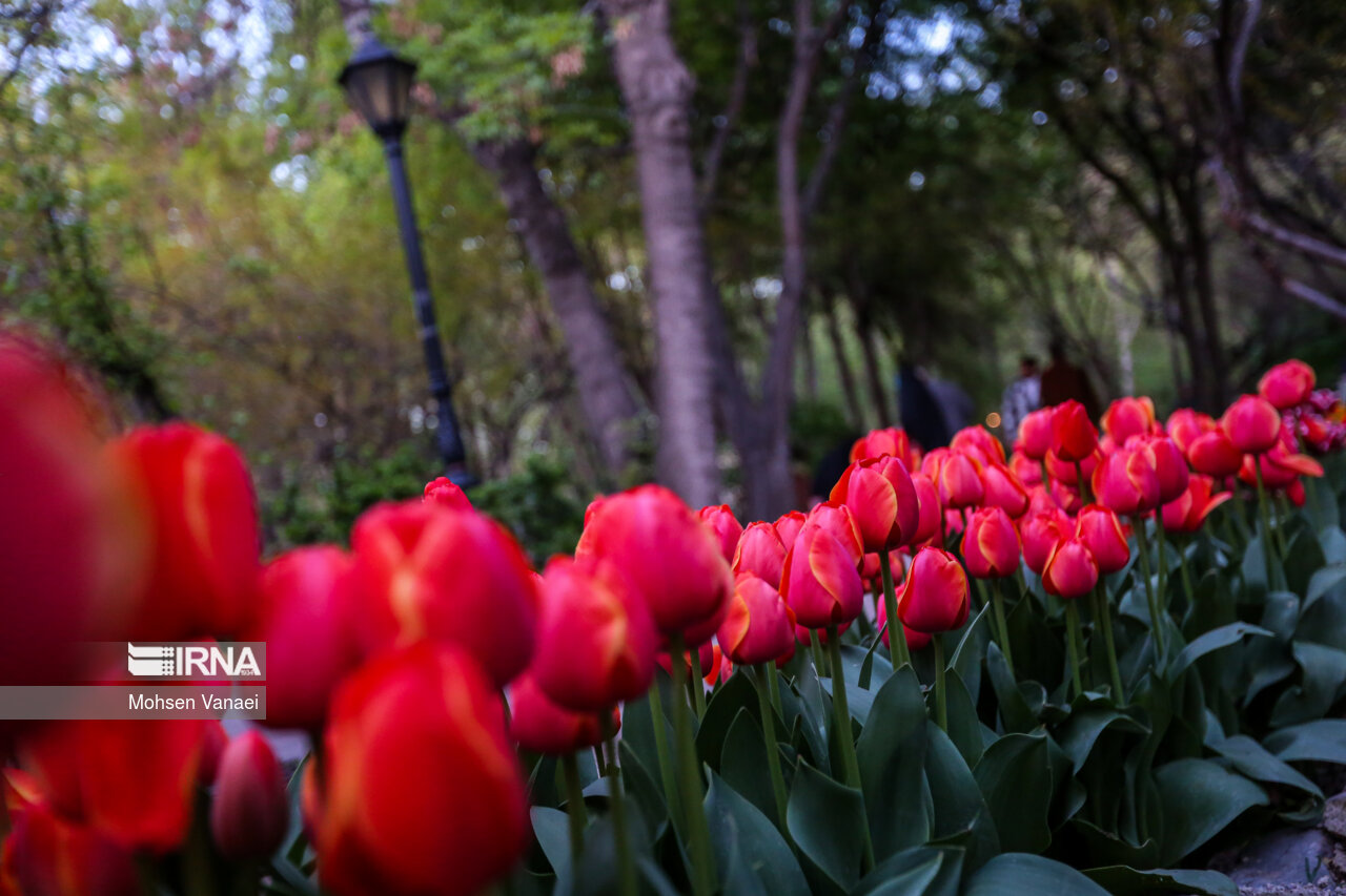 جشنواره لالههای باغ ایرانی