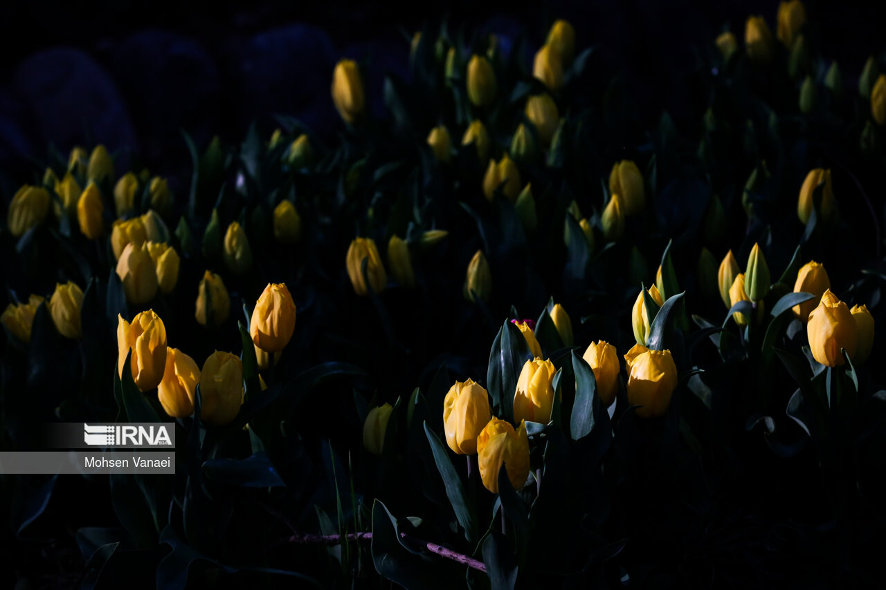 جشنواره لالههای باغ ایرانی