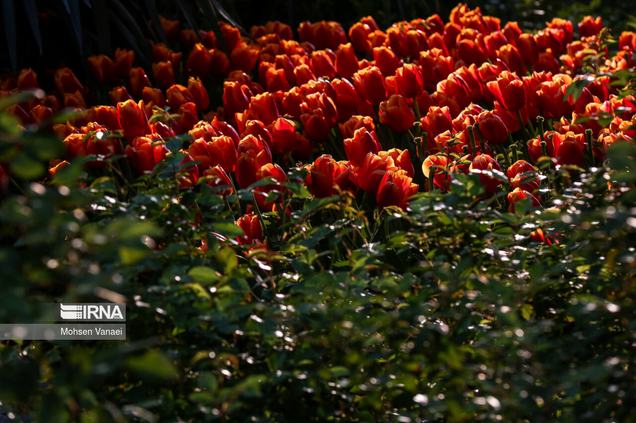 جشنواره لالههای باغ ایرانی