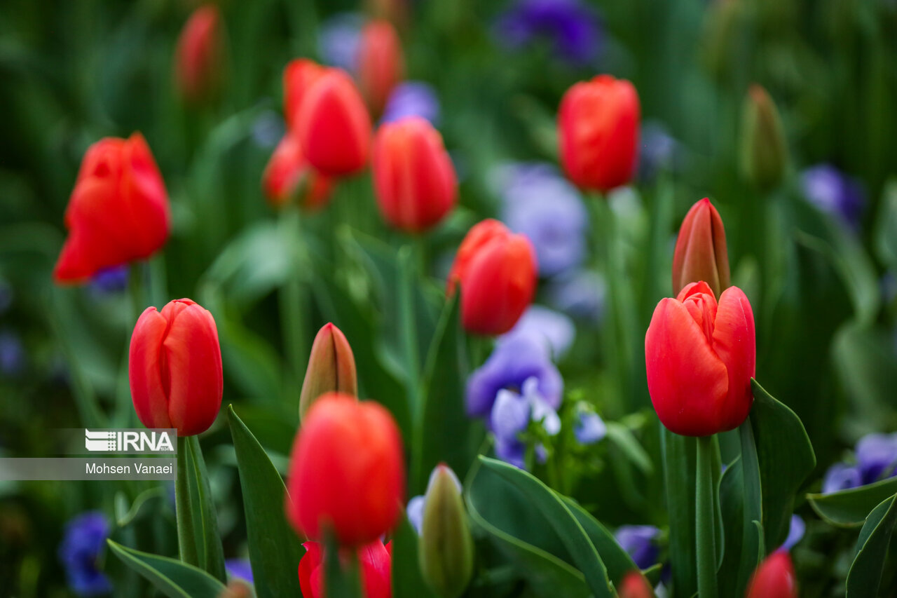 جشنواره لالههای باغ ایرانی