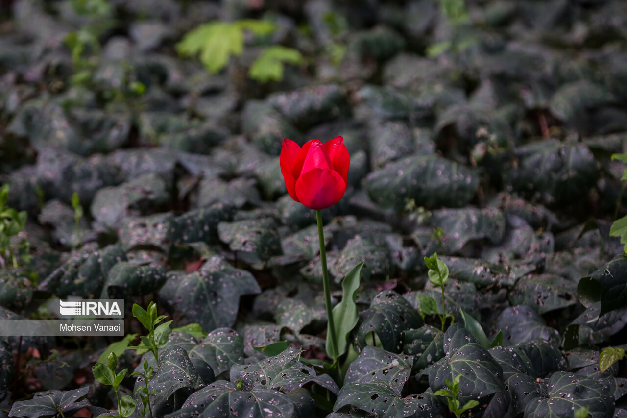 جشنواره لالههای باغ ایرانی
