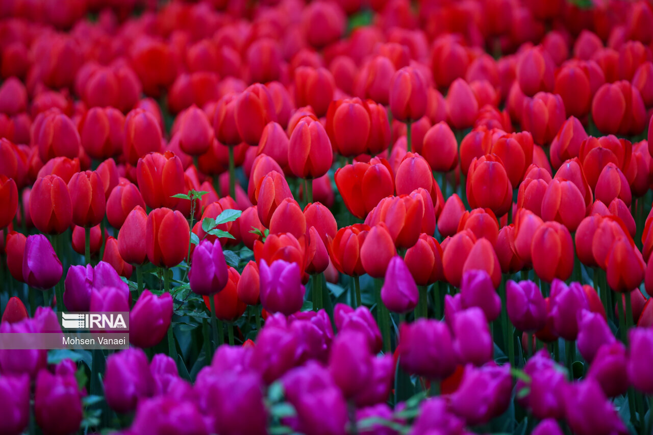 جشنواره لالههای باغ ایرانی