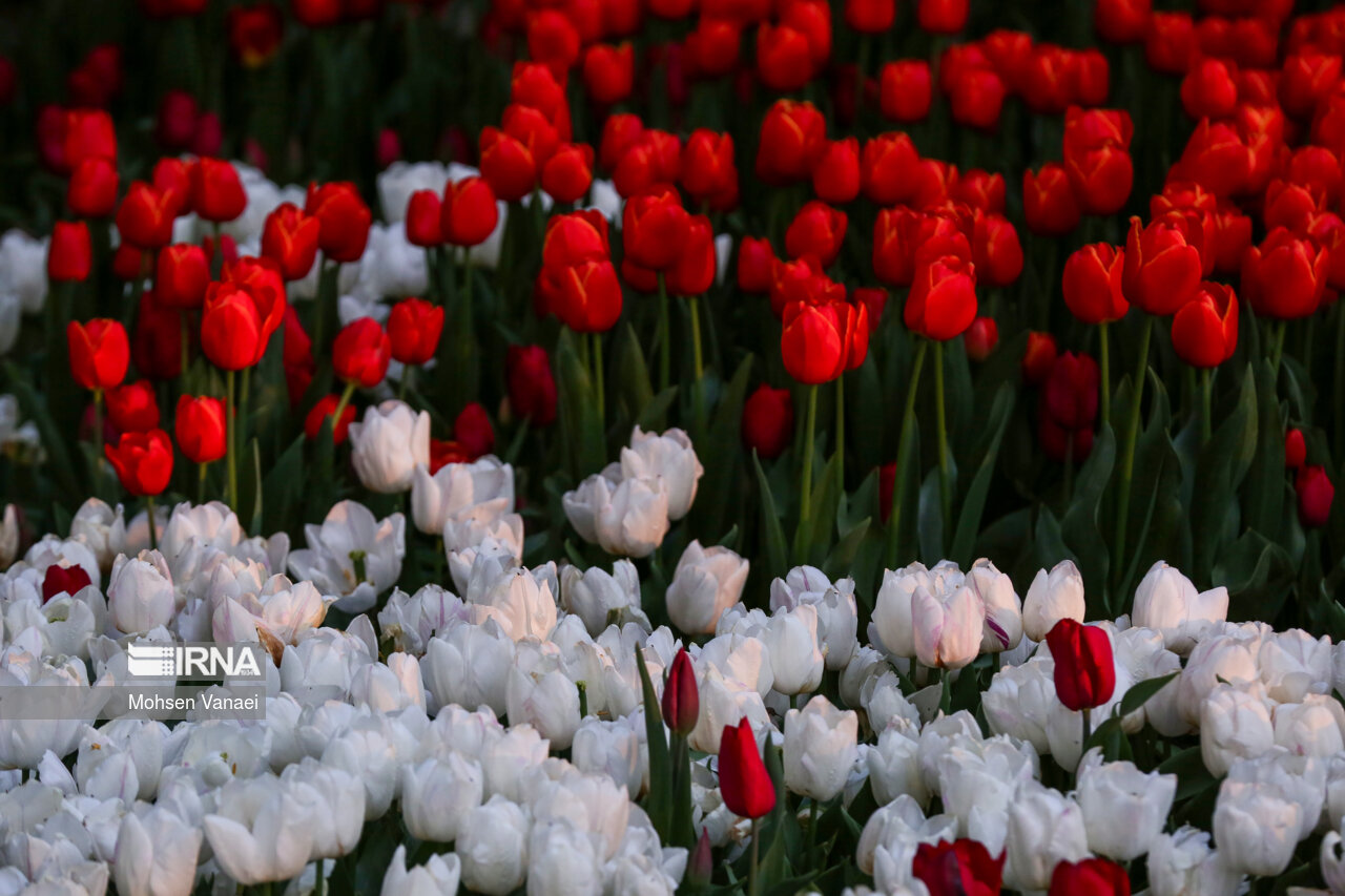 جشنواره لالههای باغ ایرانی