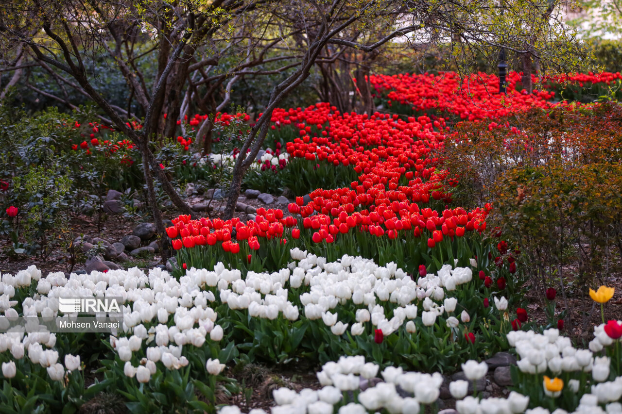 جشنواره لالههای باغ ایرانی
